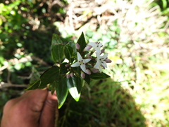 Hedyotis articularis