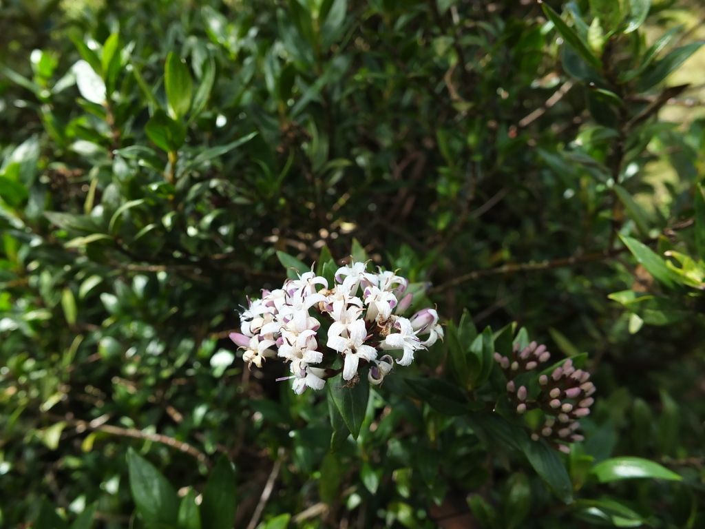 Hedyotis articularis (Hedyotis articularis)