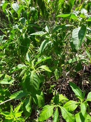 Buddleja sessiliflora