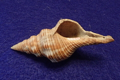 Filifusus filamentosus
