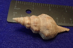 Filifusus filamentosus