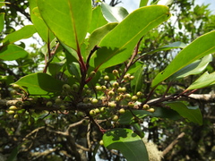 Ilex wightiana