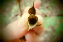 Aureolaria grandiflora