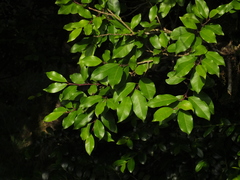 Ilex wightiana