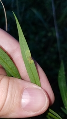 Calycomyza promissa