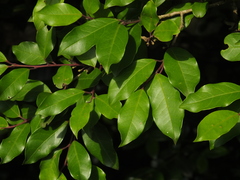 Ilex wightiana