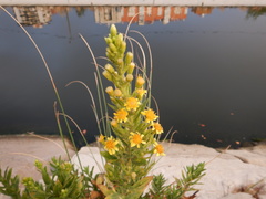 Dittrichia viscosa viscosa