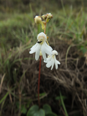 Impatiens clavicornu