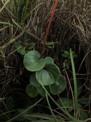 Impatiens clavicornu