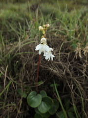 Impatiens clavicornu
