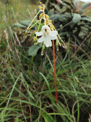 Image of Impatiens clavicornu by (c) Siddarth Machado, some rights reserved (CC BY)