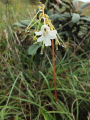 Impatiens clavicornu