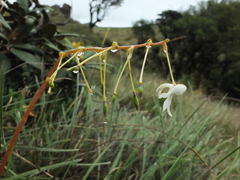 Impatiens clavicornu