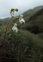 Impatiens clavicornu