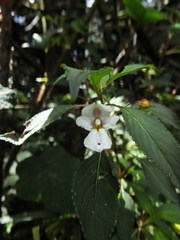 Impatiens leschenaultii