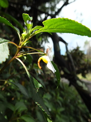 Impatiens leschenaultii