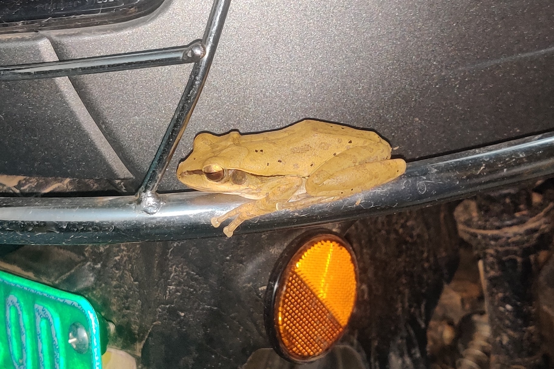 Big-Headed Whipping Frog