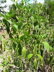 Buddleja sessiliflora
