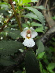 Impatiens leschenaultii