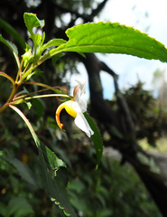 Impatiens leschenaultii