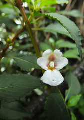 Impatiens leschenaultii