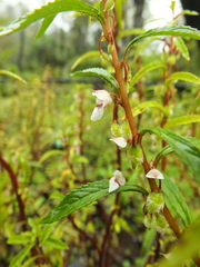 Impatiens scabriuscula