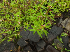 Impatiens scabriuscula