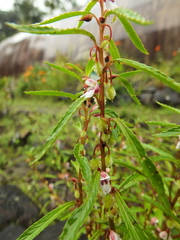 Impatiens scabriuscula