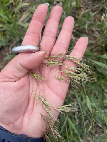 Cheatgrass