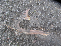 Plagiopholis nuchalis