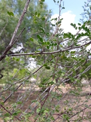 Senegalia wrightii