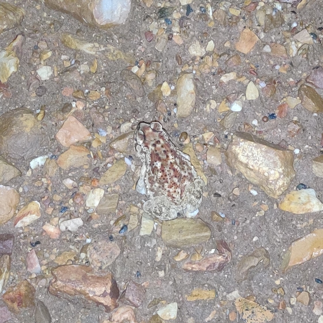 Indian Common True Toad