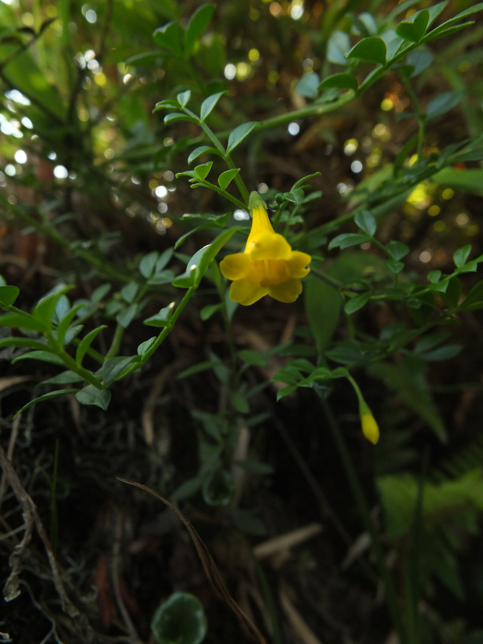 Trumpet Jasmine (Chrysojasminum bignoniaceum)