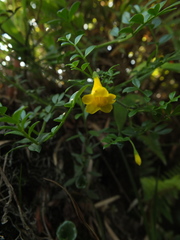 Chrysojasminum bignoniaceum