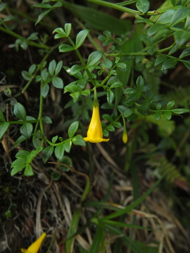 Image of Trumpet Jasmine (Chrysojasminum bignoniaceum) by (c) Siddarth Machado, some rights reserved (CC BY)