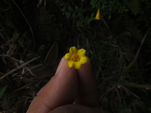 Image of Trumpet Jasmine (Chrysojasminum bignoniaceum) by (c) Siddarth Machado, some rights reserved (CC BY)