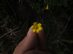 Chrysojasminum bignoniaceum