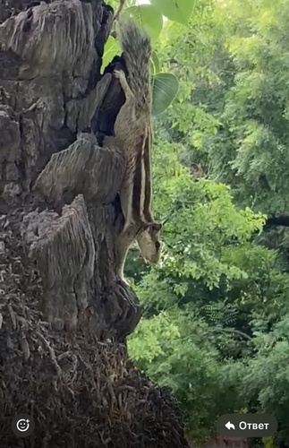 Five-striped Palm Squirrel