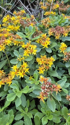 Phedimus kamtschaticus