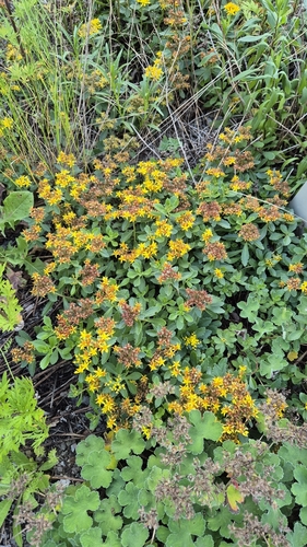 Phedimus kamtschaticus