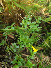 Chrysojasminum bignoniaceum