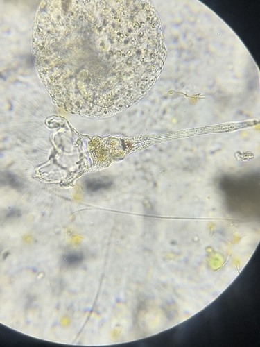 Collotheca campanulata