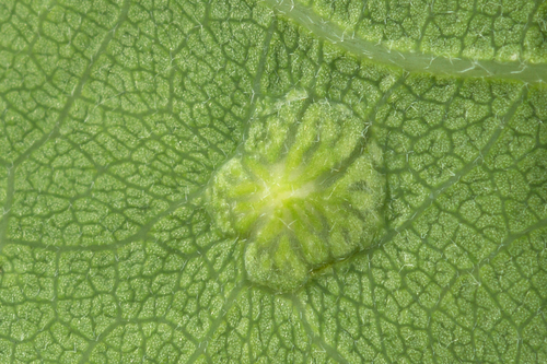 Silk-Button Spangle Gall Wasp