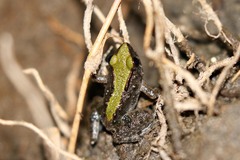 Phrynobatrachus acridoides