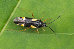Dryophilocoris flavoquadrimaculatus