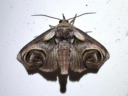 Eyed Paectes Moth photo 6