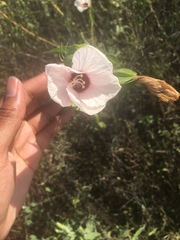 Hibiscus laevis