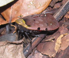 Penthicodes atomaria