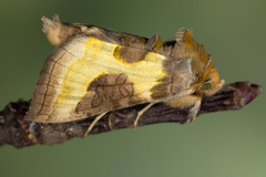 Diachrysia chrysitis