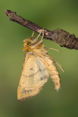 Diachrysia chrysitis